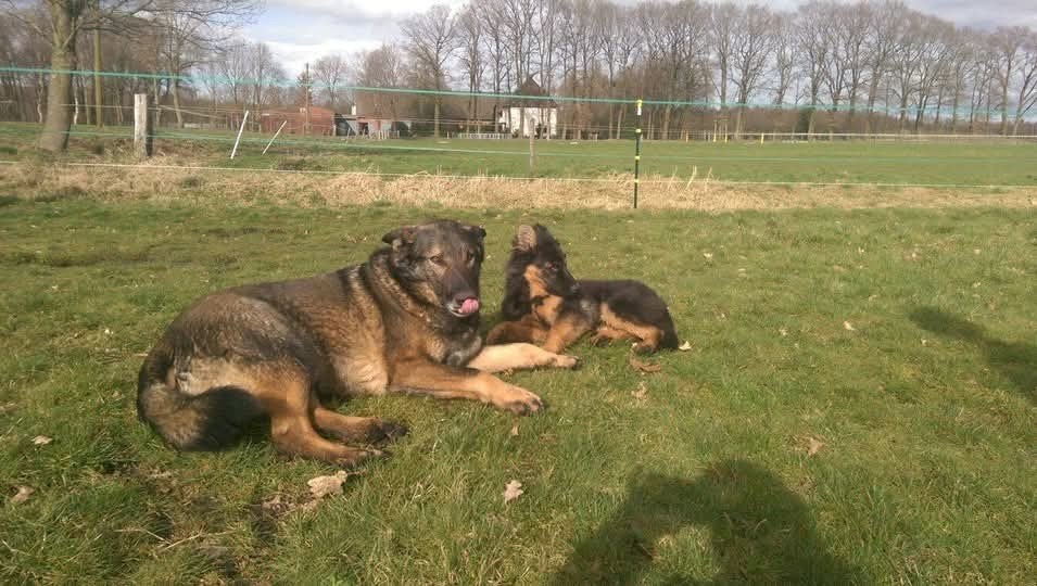 gezocht oppas voor op de boerderij, Overige niveaus, Starter, Overige vormen
