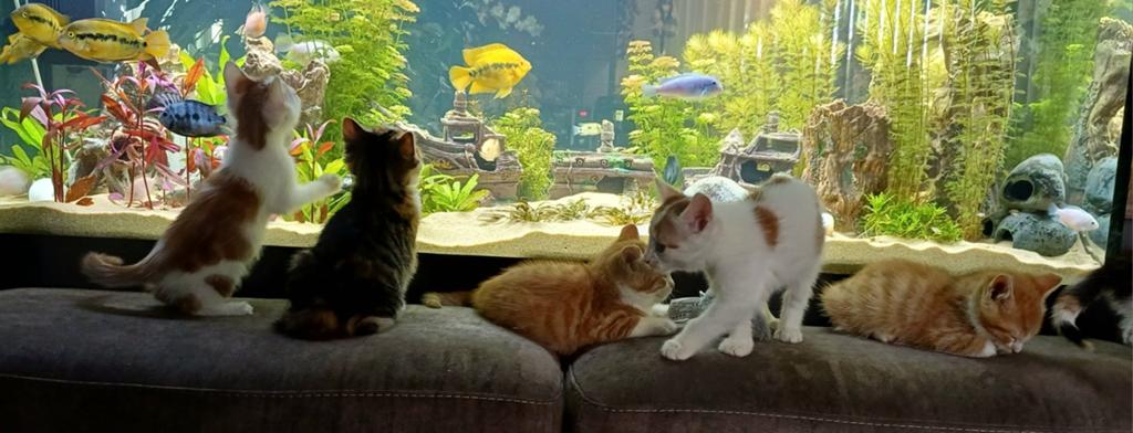 Prachtige  lieve kittens kruising Mainecoon-Europesekorthaar, Dieren en Toebehoren, Meerdere dieren