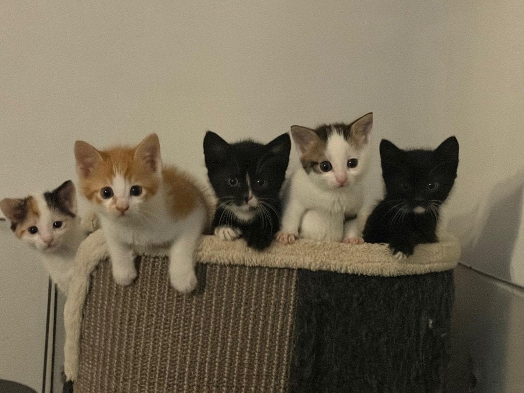 Leuke boerderij kittens te koop 2 zwarte katers beschikbaar, Meerdere dieren, Kortharig, 0 tot 2 jaar
