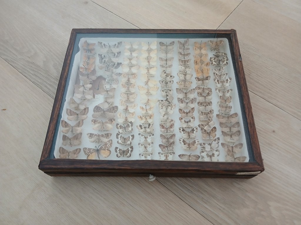 Antieke vlinderverzameling in houten vitrine, Ophalen, Gebruikt, Insect, Opgezet dier