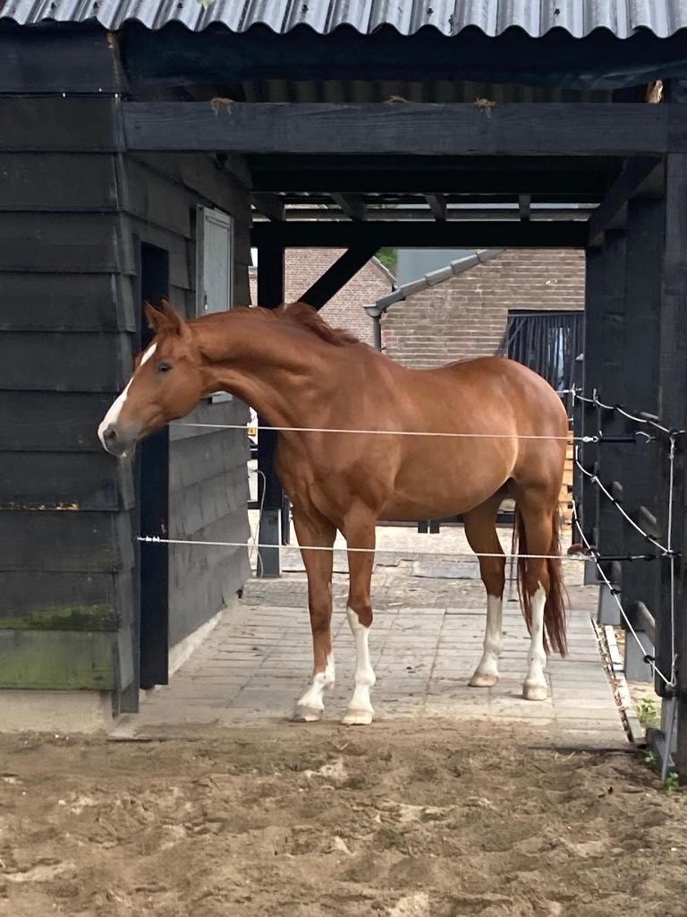 te koop 15 jarige projectruin voor ervaren ruiter, Dieren en Toebehoren, Paarden, Met stamboom, Ruin, M, Dressuurpaard