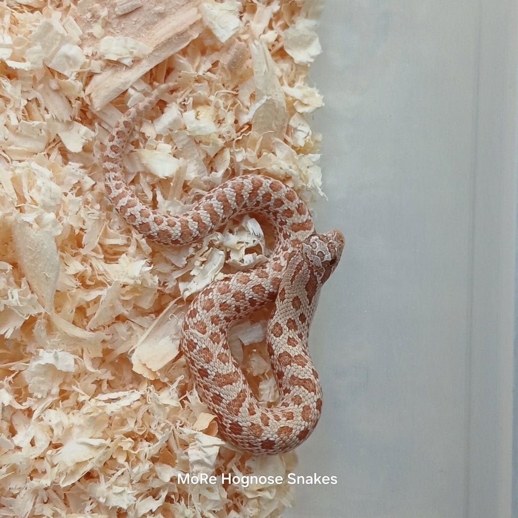 Heterodon nasicus Caramel nk26, Dieren en Toebehoren, Slang, 0 tot 2 jaar
