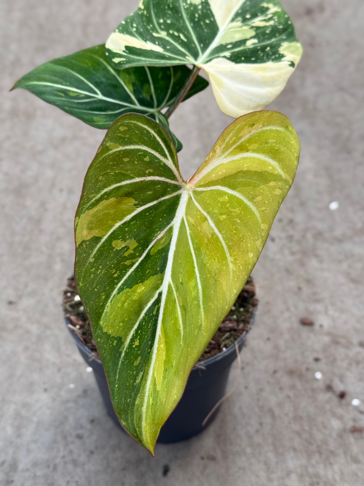 Philodendron Gloriosum Tricolor Variegata, Ophalen of Verzenden, Halfschaduw, Minder dan 100 cm