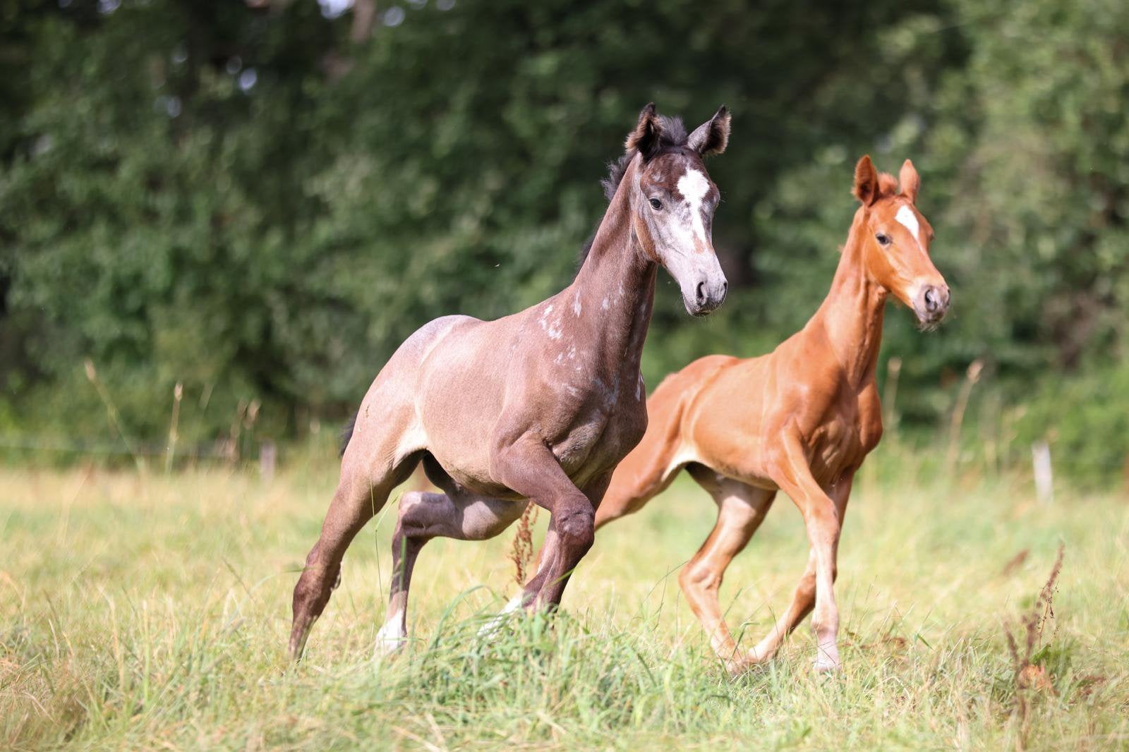 Te koop twee merrie veulens, Dieren en Toebehoren, Merrie, 0 tot 2 jaar