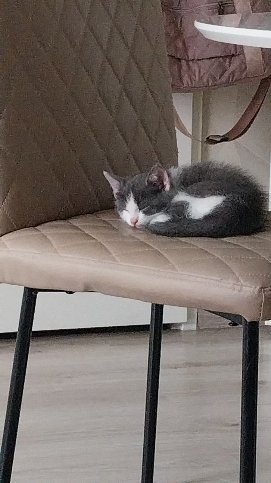 europeze kittens, Meerdere dieren, Kortharig, 0 tot 2 jaar