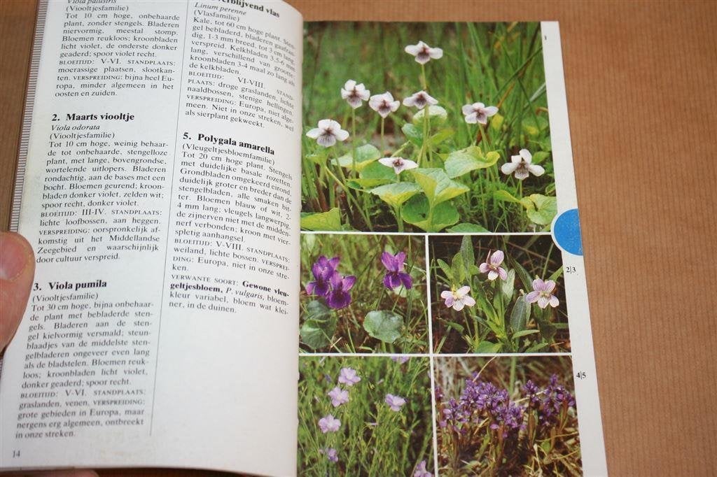 Elseviers bloemengids in kleur - Lippert, Podlech, Boeken, Ophalen of Verzenden, Gelezen, Bloemen, Planten en Bomen