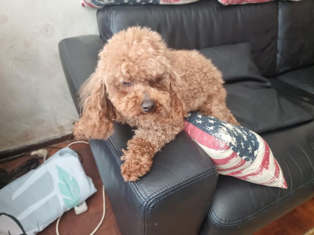 Toypoedel reu, Reu, 1 tot 2 jaar, Parvo, Eén hond