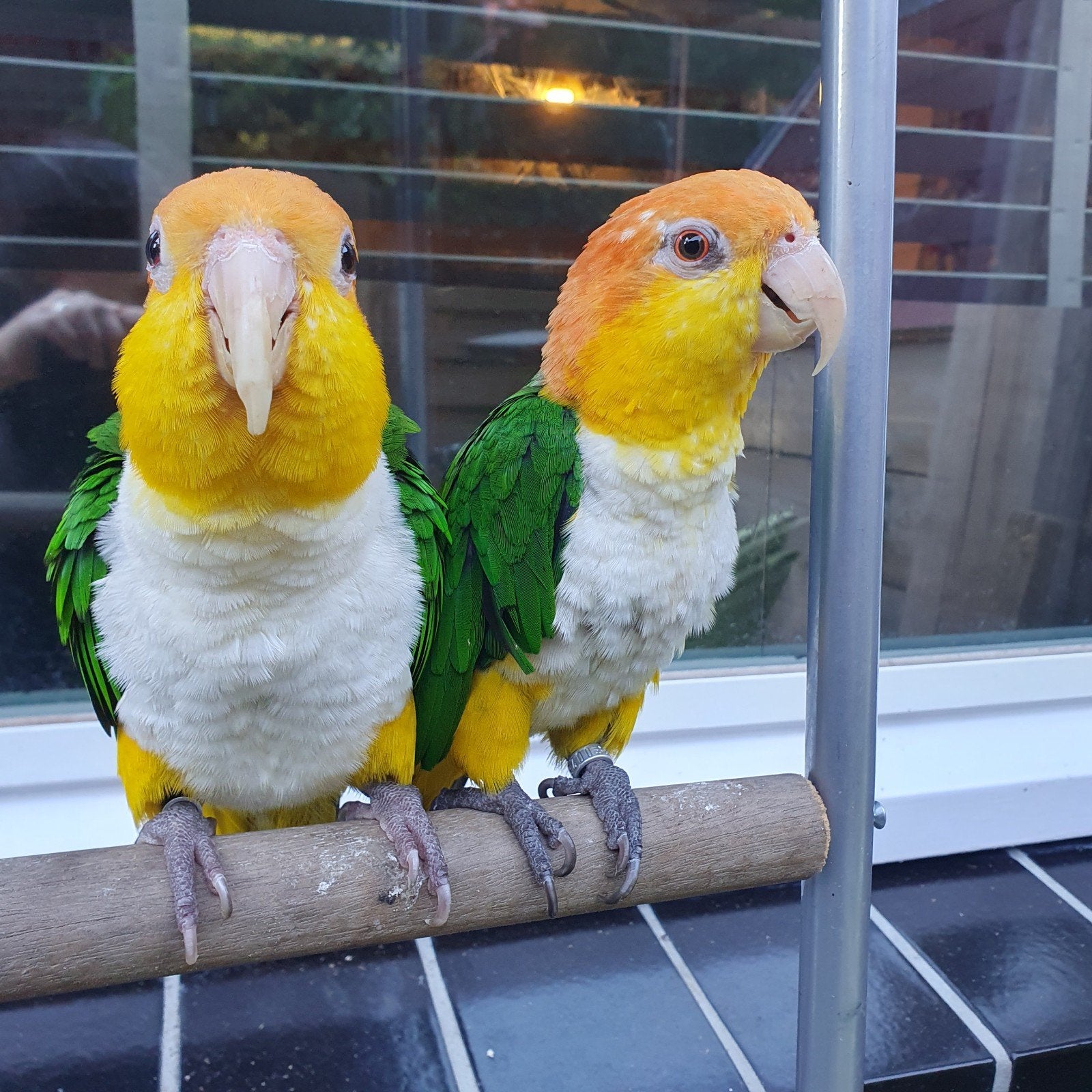 2 lieve tamme Roestkop Caiques, Vrouwelijk, Papegaai, Tam