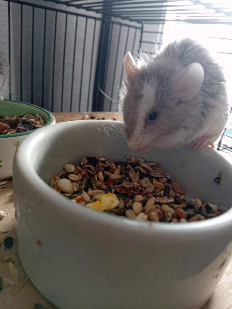 4 muisjes, Januari, Meerdere dieren, Muis