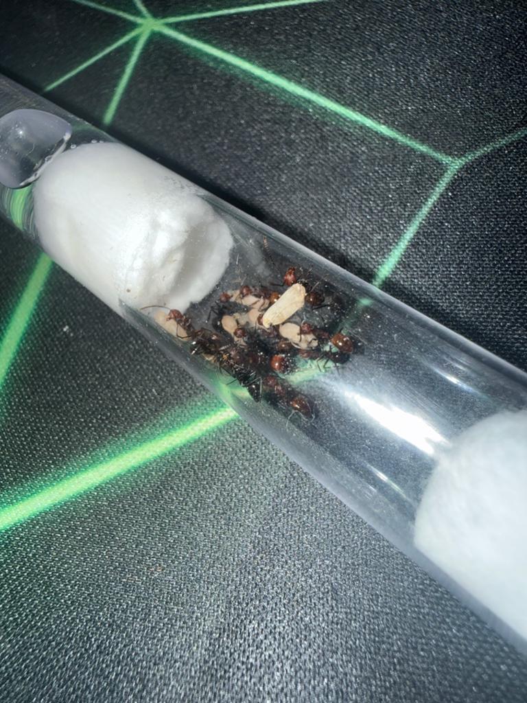Polyrhachis thrinax mieren kolonie tekoop, Mieren