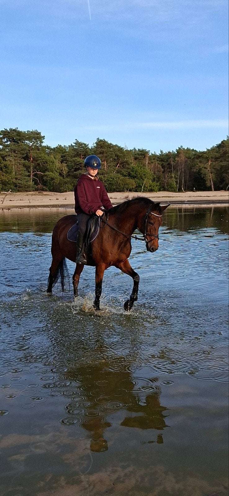 lieve leerzame D- pony - New forest, Merrie, Met stamboom, M, 11 jaar of ouder
