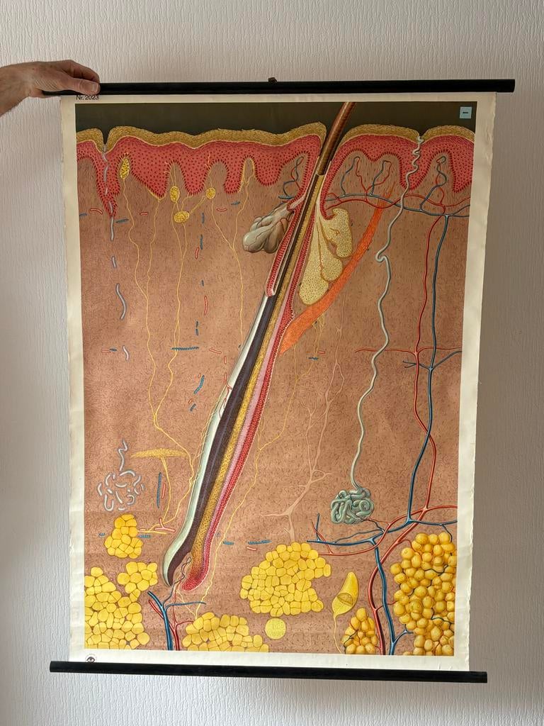 Vintage Biologie Schoolplaten - Anatomie en Ontwikkeling, Ophalen, Natuur en Biologie