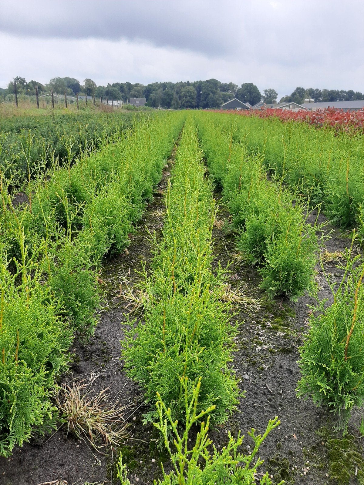 Thuja Occidentalis Brabant 40cm wortelgoed 0+2 4000 stuks, Ophalen