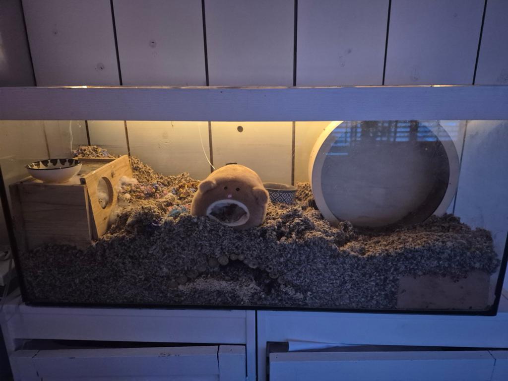 Hamster glas kooi, Kooi, Minder dan 75 cm, Hamster, Ophalen