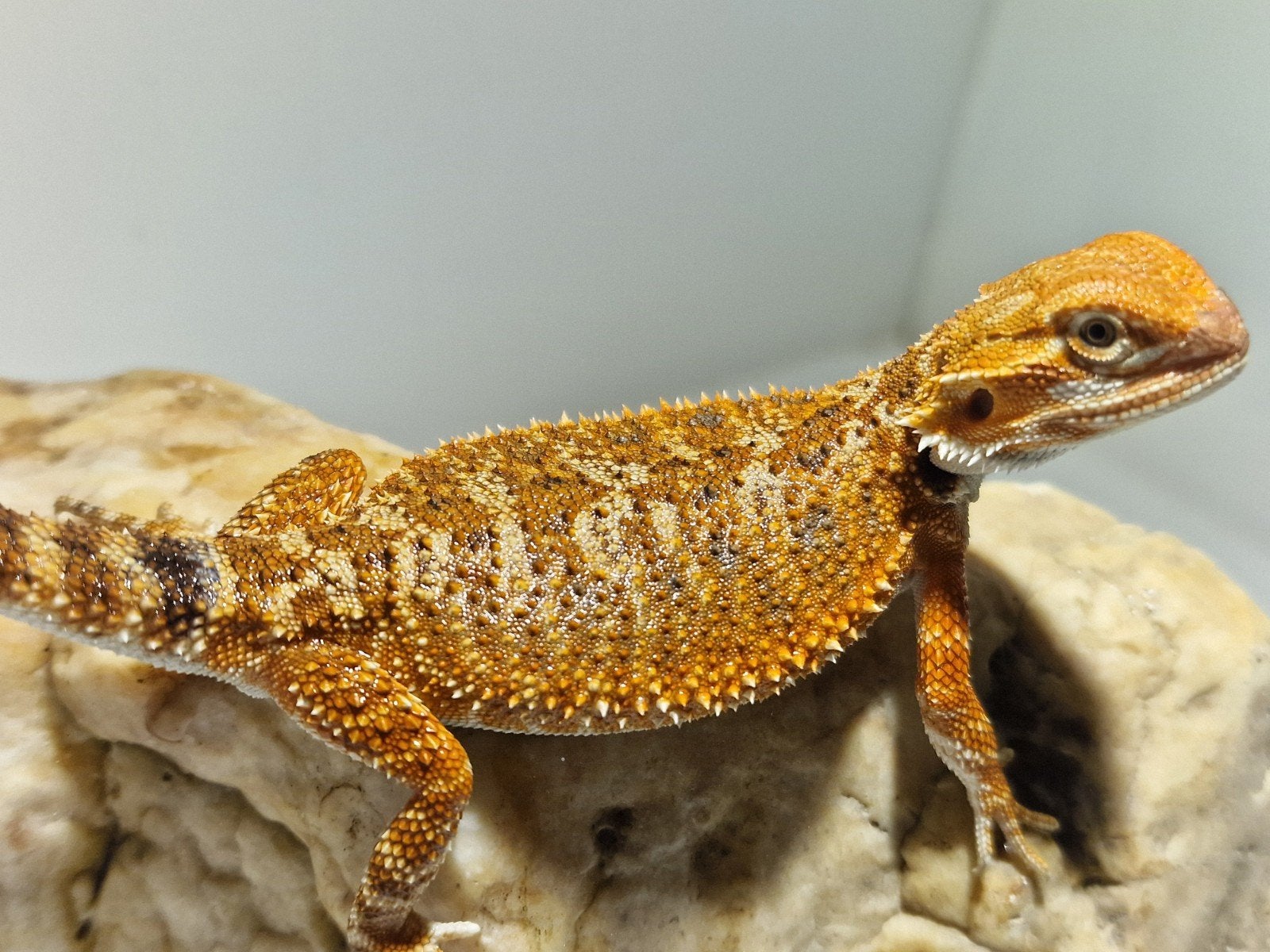 DRACO REPTILES – Prachtige Baardagaam Nakweek Bearded Dragon photo 18