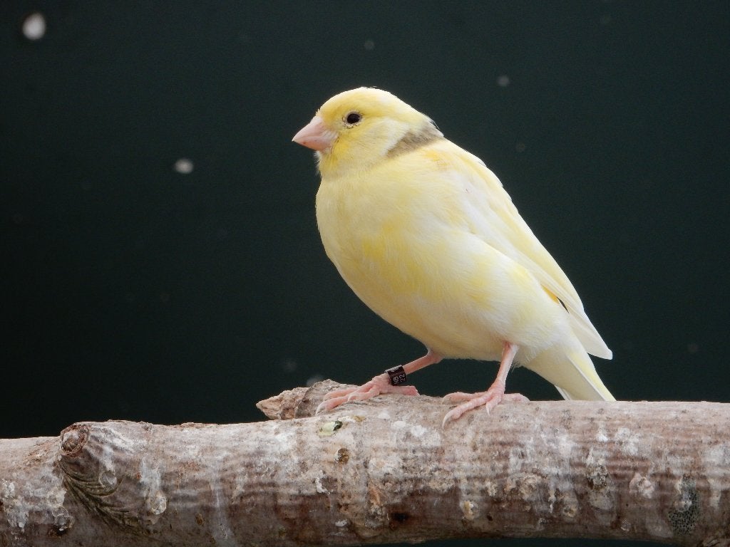kanaries, Dieren en Toebehoren, Vogels | Kanaries, Meerdere dieren, Kleurkanarie