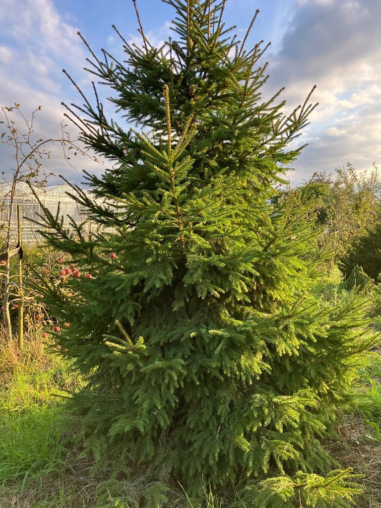 Kerstbomen 3 meter, Ophalen, Nieuw