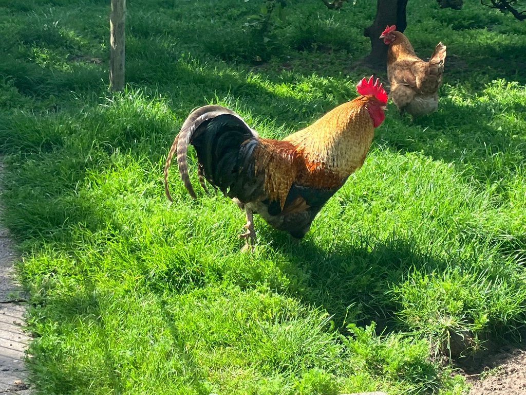 Haan ( Marans x Amrock), Dieren en Toebehoren, Mannelijk, Kip
