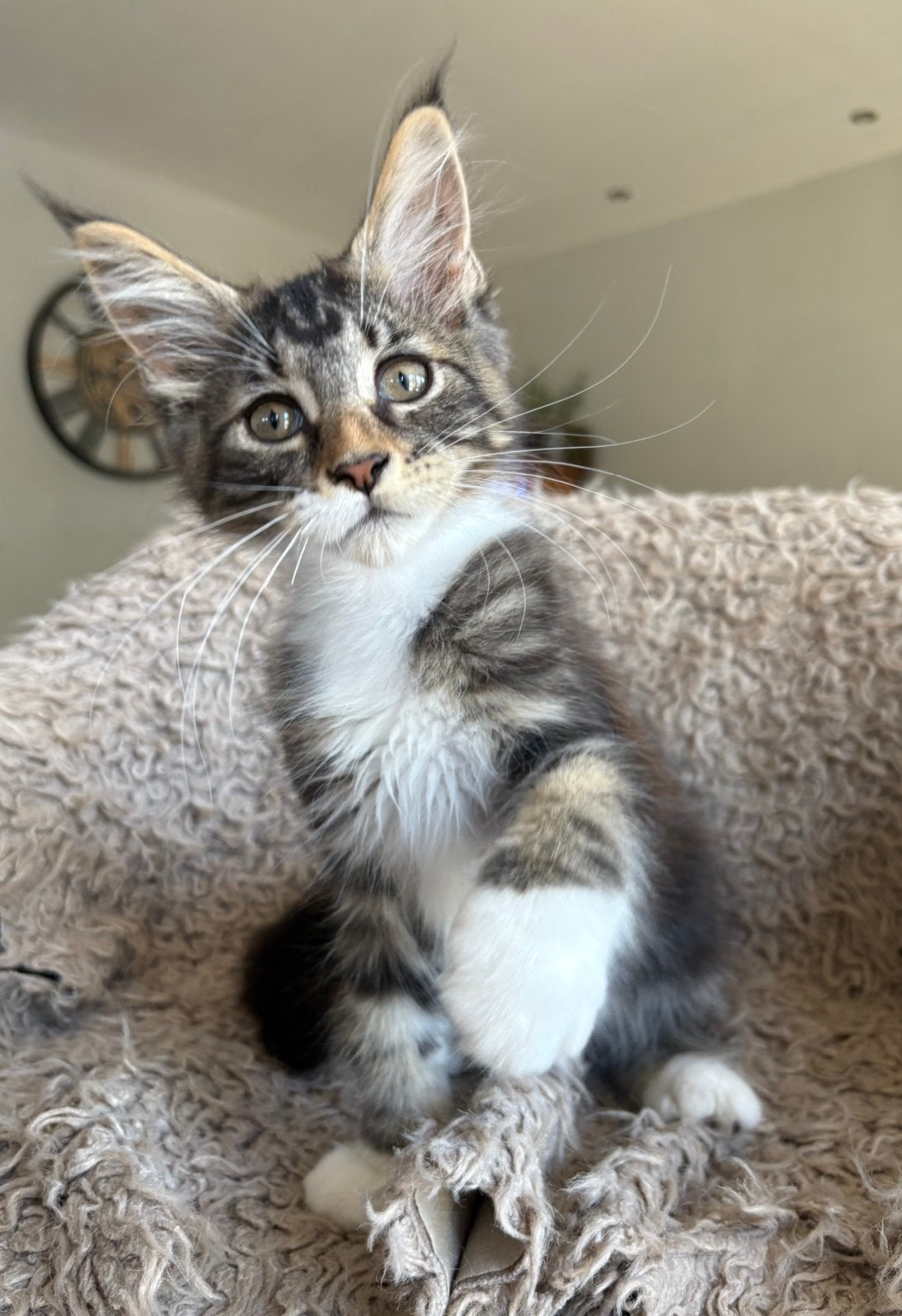 Mooie maine coon kittens met stamboom, Dieren en Toebehoren, Katten en Kittens | Raskatten | Langhaar, Meerdere dieren, Met stamboom