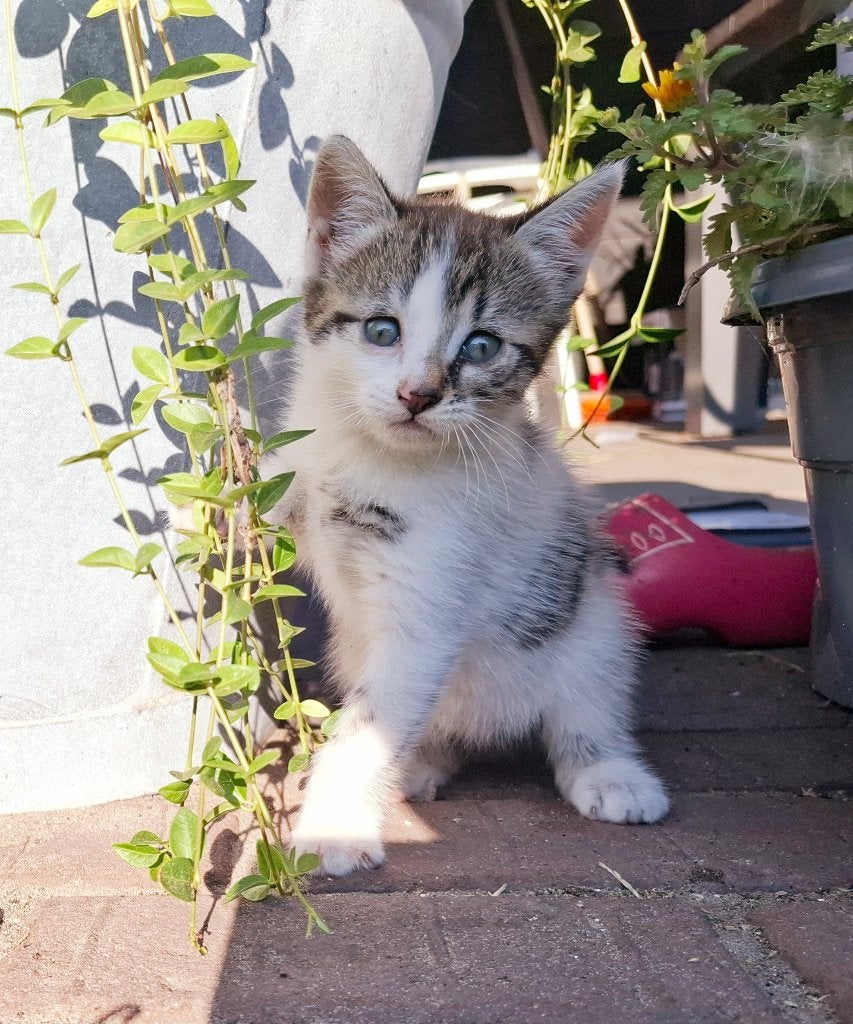 Boerderij kittens, Dieren en Toebehoren, Meerdere dieren, Ontwormd, 0 tot 2 jaar