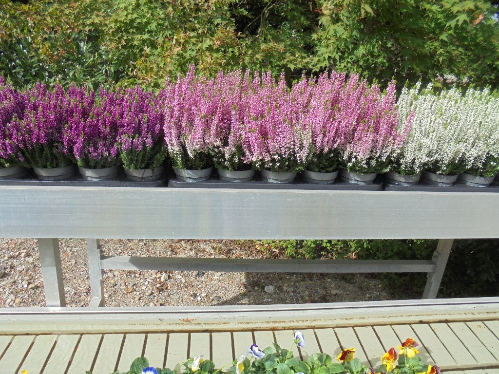 heide planten, Tuin en Terras, Overige soorten, Vaste plant, Ophalen of Verzenden, Halfschaduw