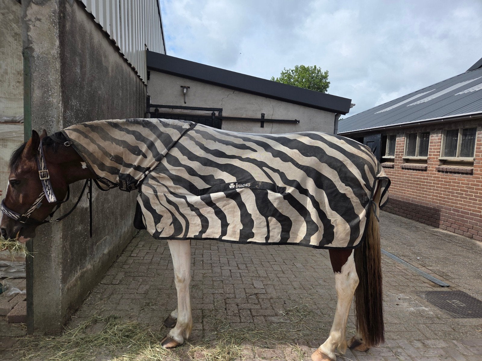 bucas Buzz off Zebra (175) 5.9, Ophalen of Verzenden, Gebruikt