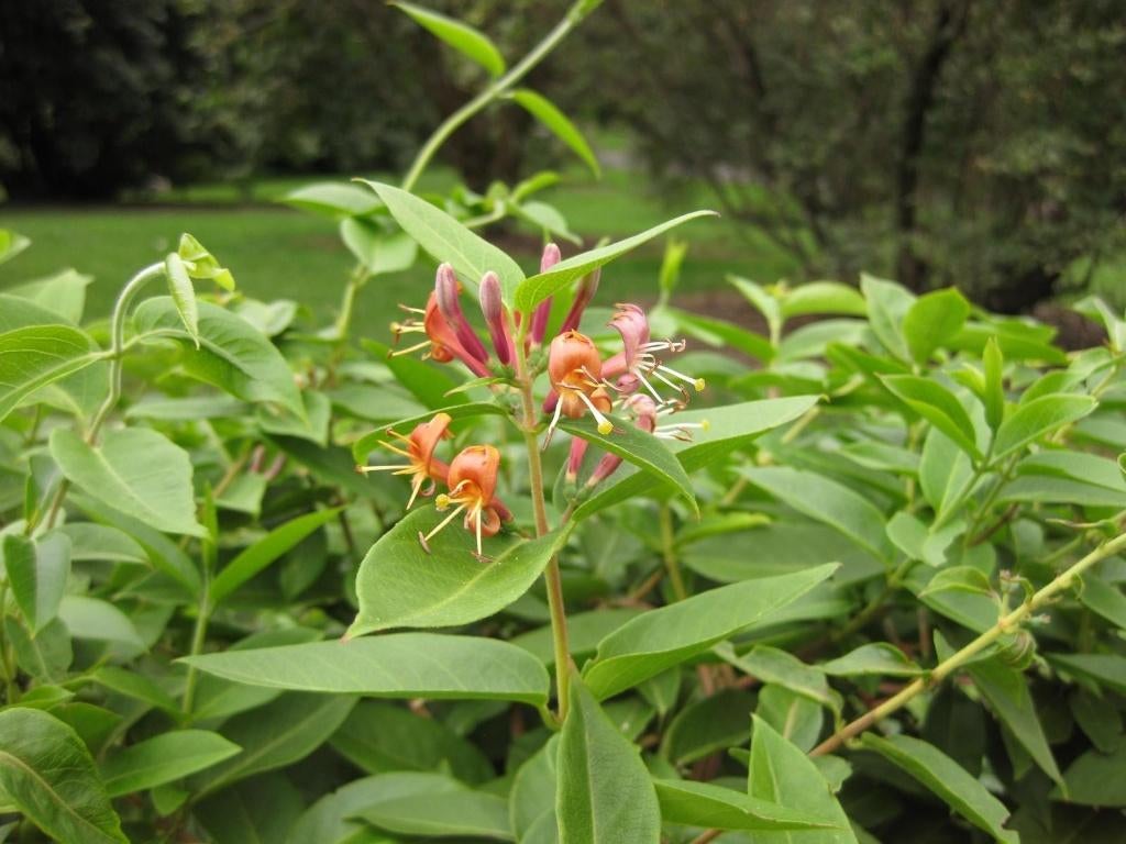 14 Groenblijvende Kamperfoelie (Lonicera henryi) €100,-