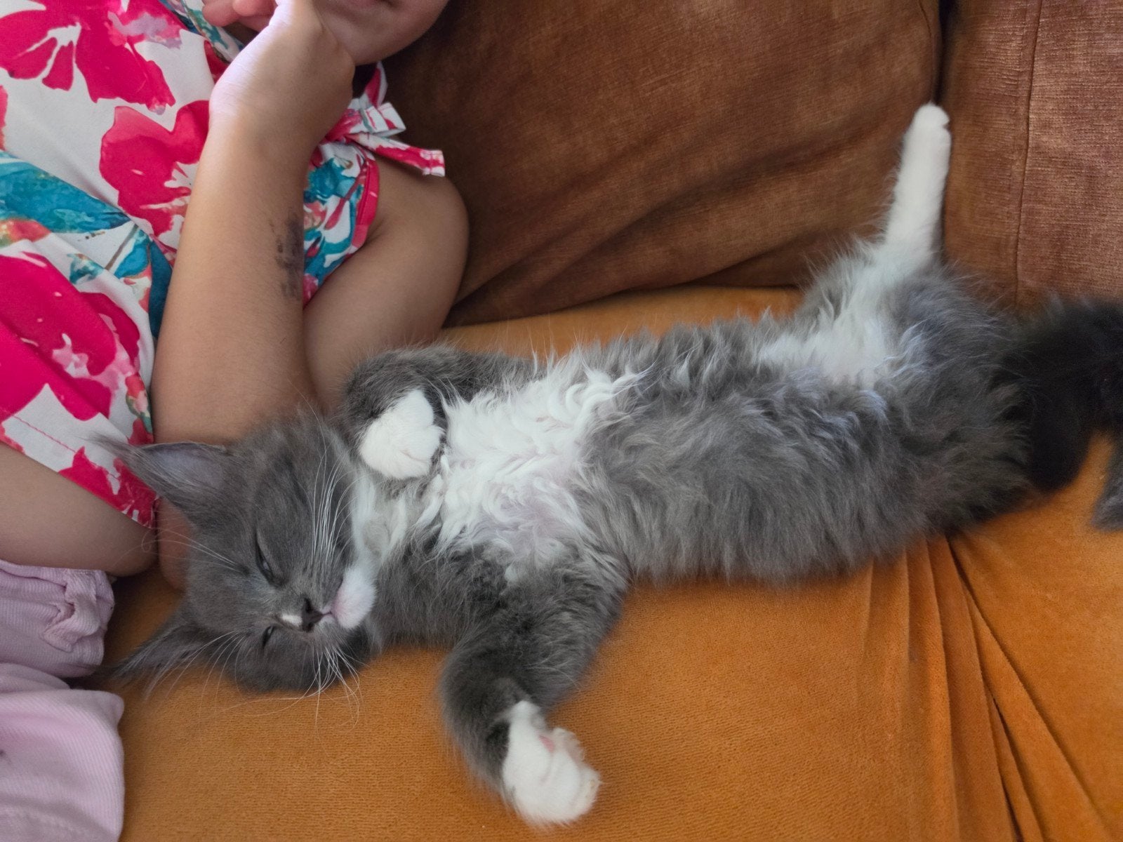 Maine Coon kittens, Dieren en Toebehoren, Katten en Kittens | Raskatten | Langhaar, Meerdere dieren, Ontwormd