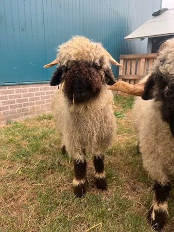 Mooie wallische schwarzne ooien, Dieren en Toebehoren, Vrouwelijk, Schaap