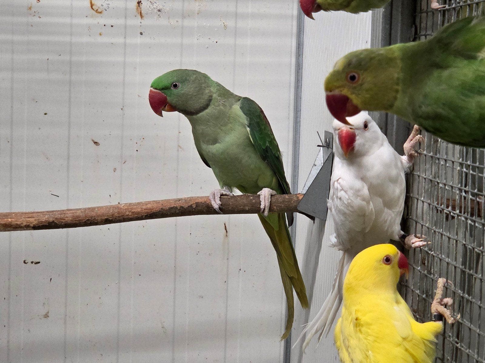 Jonge Alexander parkiet, Dieren en Toebehoren, Vogels | Parkieten en Papegaaien