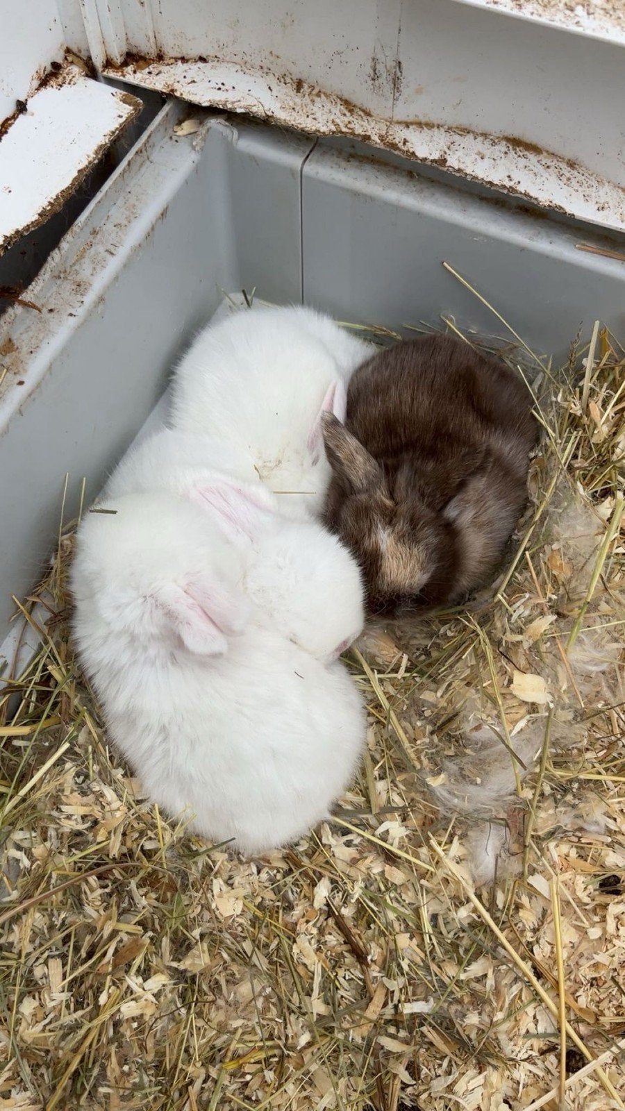 2 prachtige konijntjes, Meerdere dieren