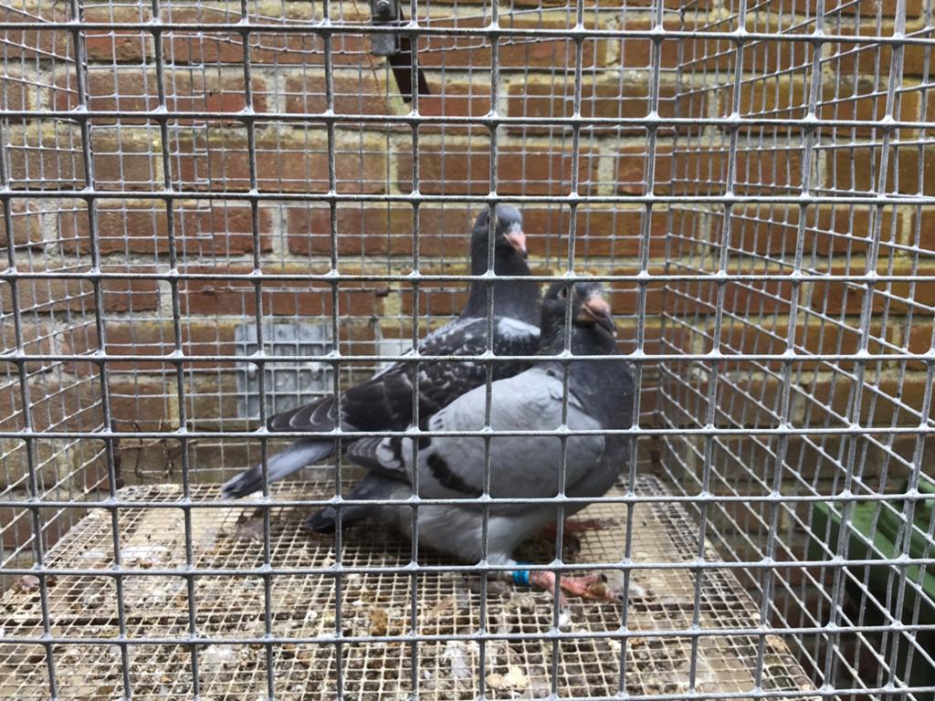 Jonge postduiven, Dieren en Toebehoren, Vogels | Duiven, Meerdere dieren, Postduif