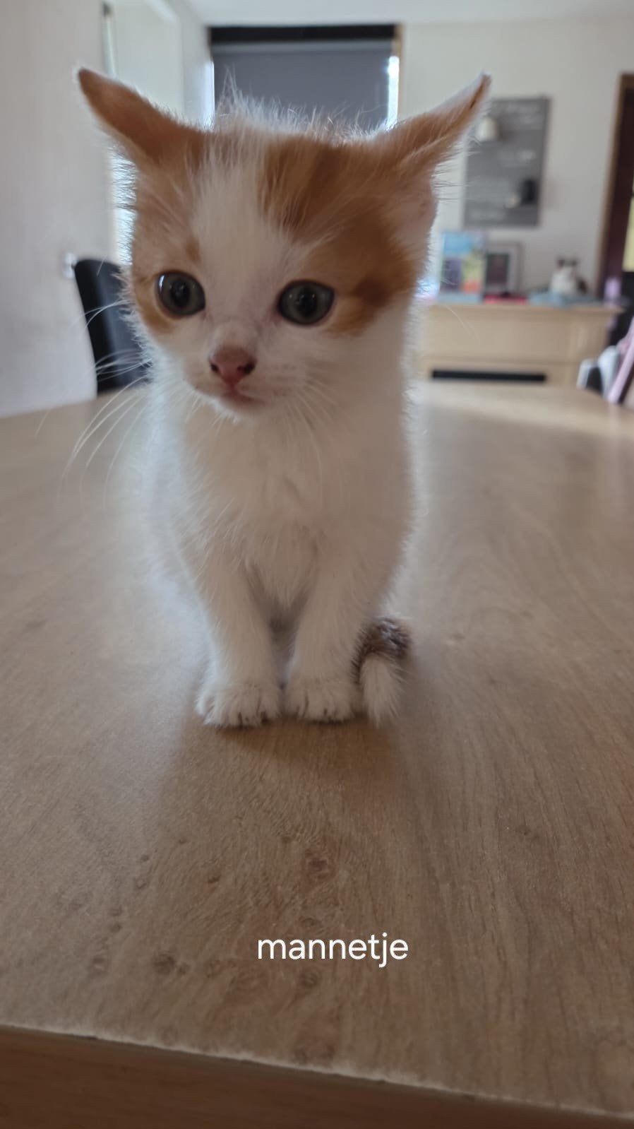Kittens mogen nestje verlaten, Meerdere dieren, 0 tot 2 jaar