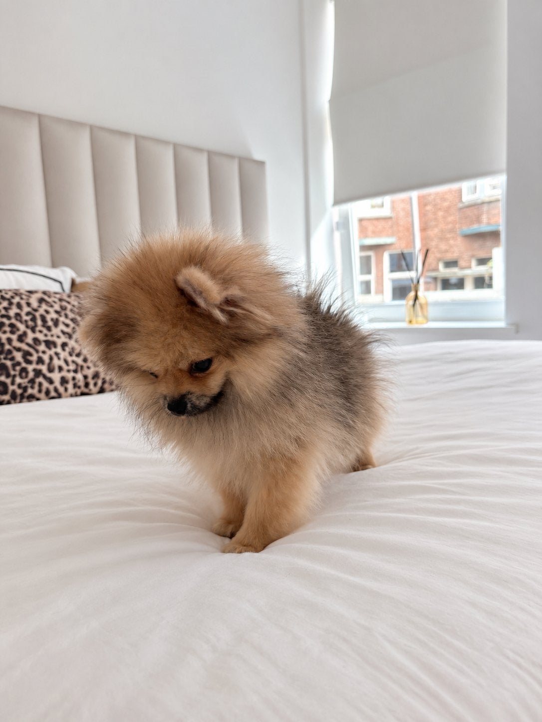 Pomeranian | Pomeriaan | Reutjes |  FCI |  Stamboom, Particulier, Keeshond, 15 weken tot 1 jaar, Buitenland