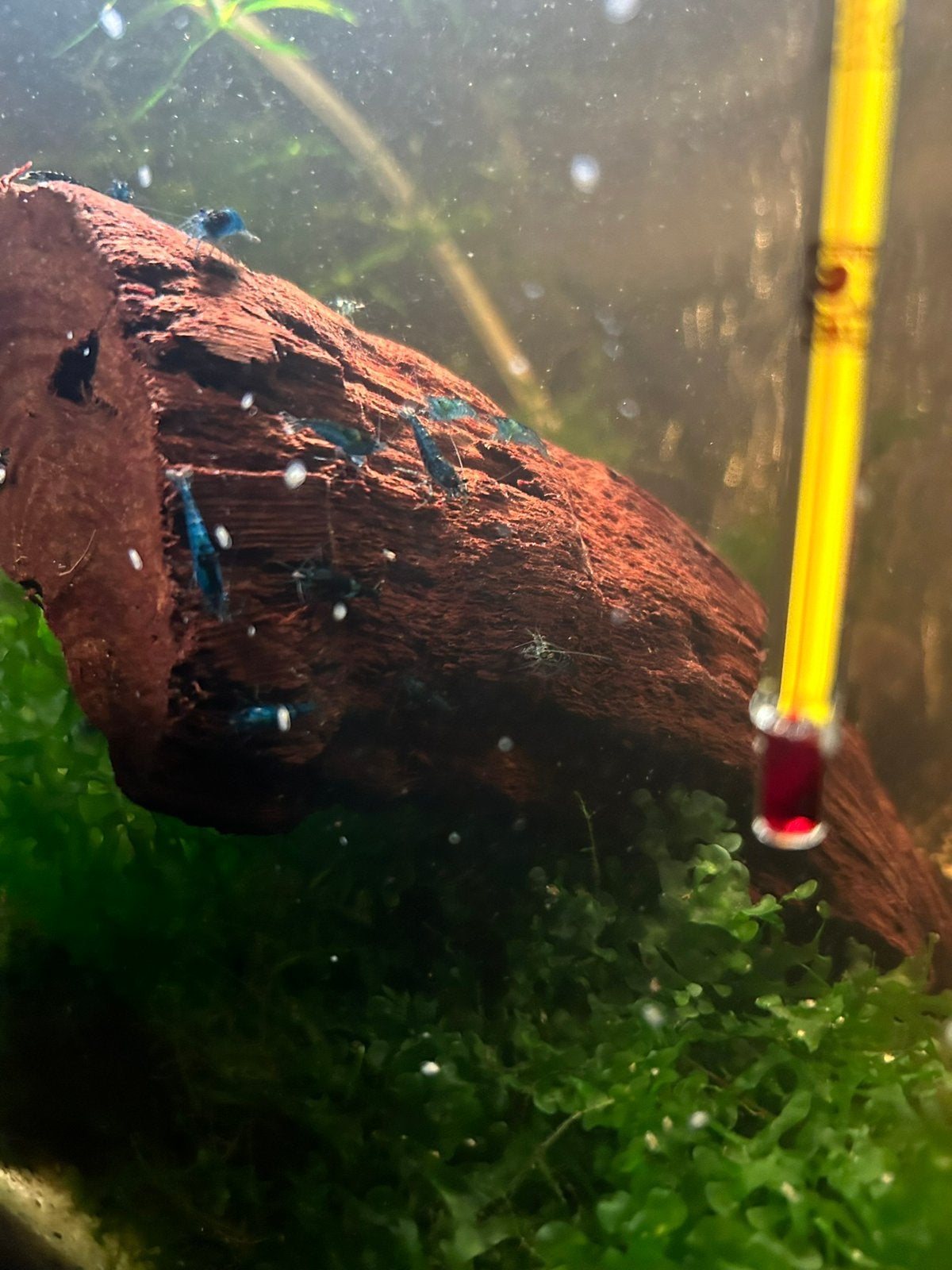 Blauwe garnalen, Dieren en Toebehoren, Vissen | Aquariumvissen, Kreeft, Krab of Garnaal