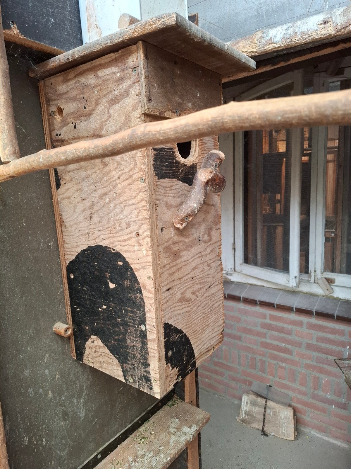 Parkieten-blokken, Dieren en Toebehoren, Meerdere dieren, Parkiet