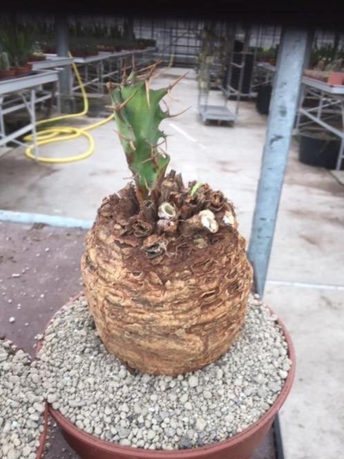 Caudex Euphorbia Tortirama zeldzaam afkomstig Transvaal ZA, Overige soorten, Ophalen of Verzenden, In pot, Minder dan 100 cm