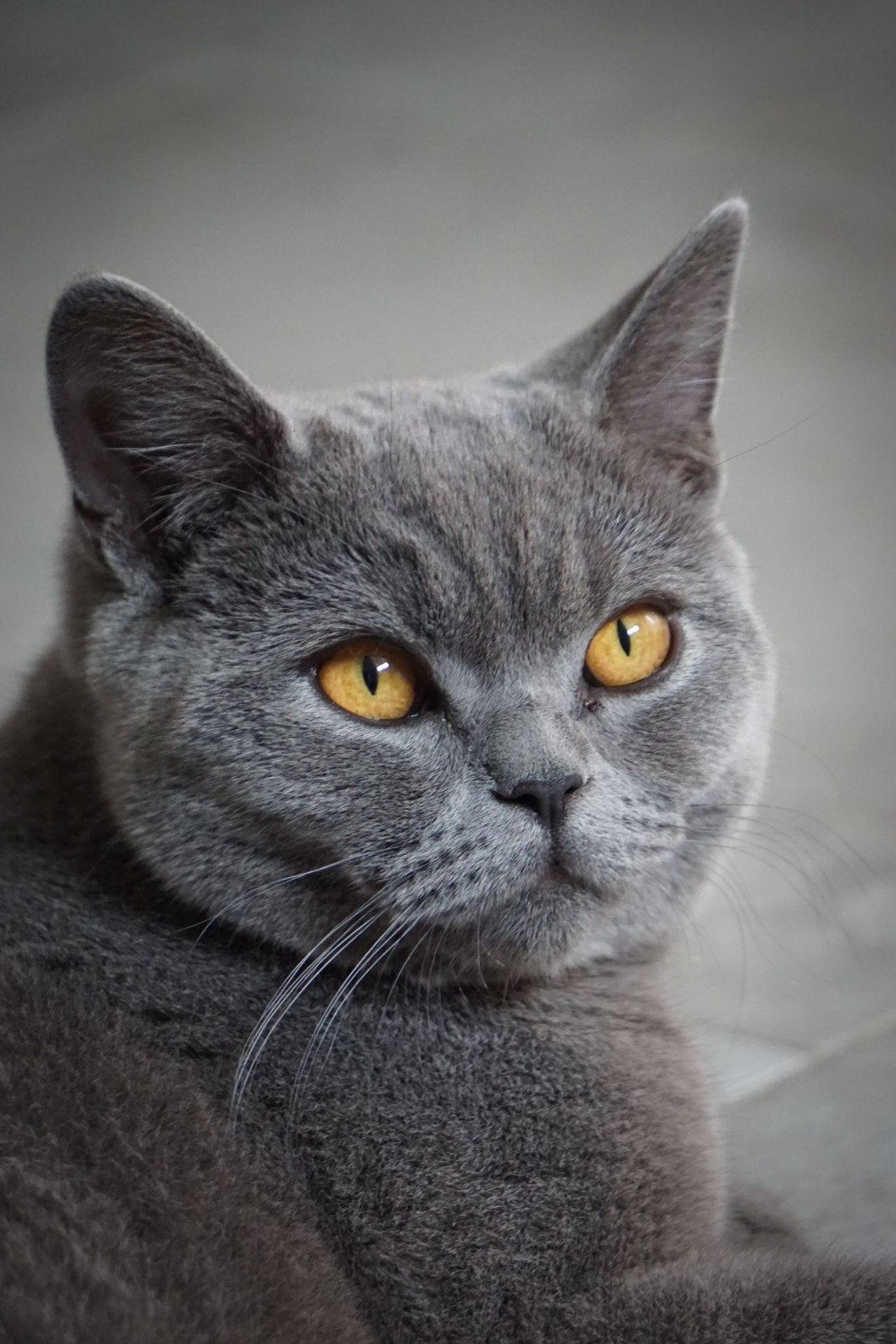 2 Britse Kortharen, Dieren en Toebehoren, Katten en Kittens | Overige Katten, Kater