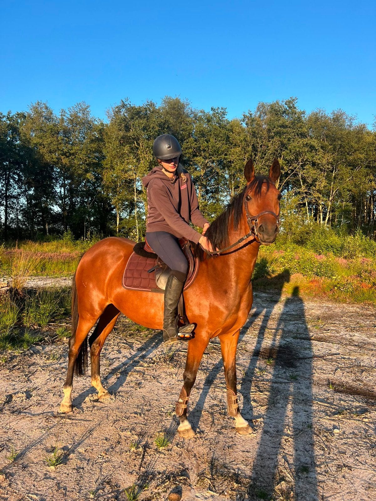 Aangeboden lieve 3 jarige e pony welsh., Met stamboom, Zadelmak, 3 tot 6 jaar, Merrie