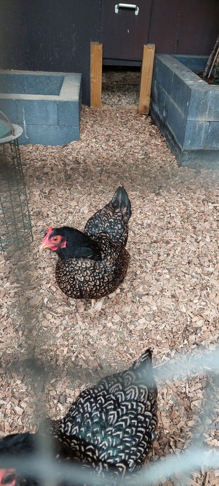 Barnevelder kriel zilver gezoomd, Dieren en Toebehoren, Pluimvee, Vrouwelijk, Kip