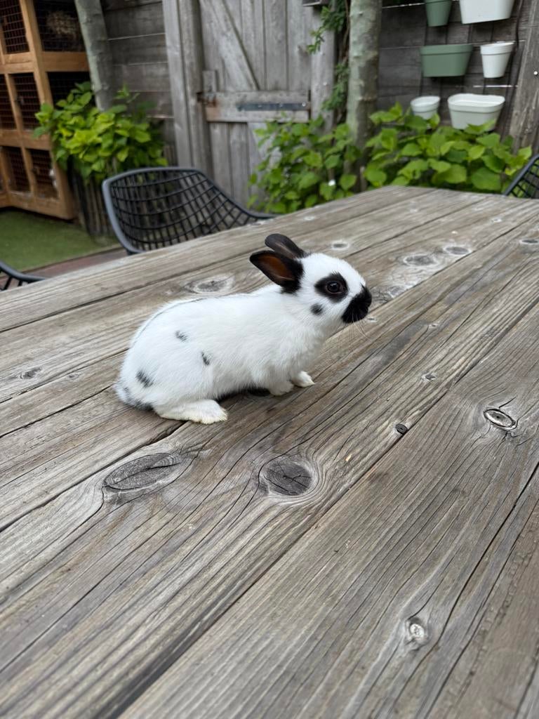 Lotharingerdwerg ram, Mannelijk, Groot, 0 tot 2 jaar