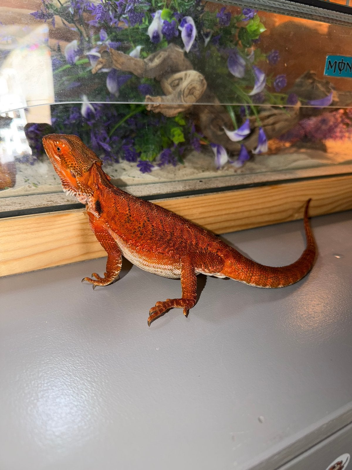 Binnenkort jonge baardagamen, Dieren en Toebehoren, Reptielen en Amfibieën, Amfibie, 0 tot 2 jaar