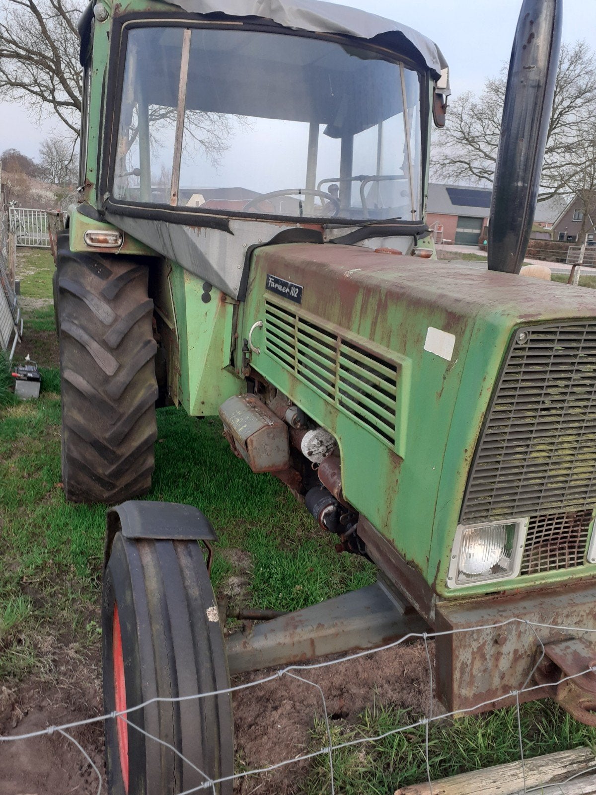 te koop teelbare zwarte zwaan man fendt tractor 102 giertank, Dieren en Toebehoren, Mannelijk