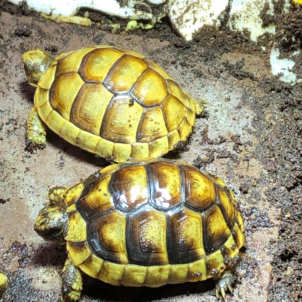 Breedrand landschildpad, Schildpad, 0 tot 2 jaar