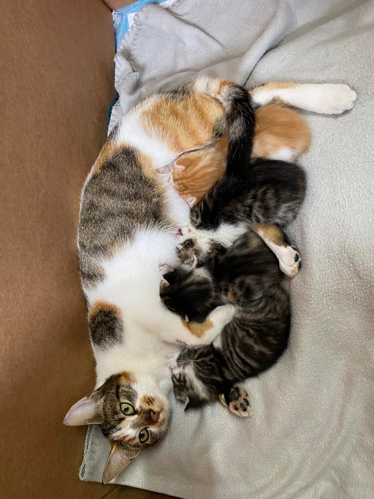 Prachtige lieve kittens te koop, Dieren en Toebehoren, Katten en Kittens | Overige Katten, Geslacht onbekend, Kortharig, 0 tot 2 jaar