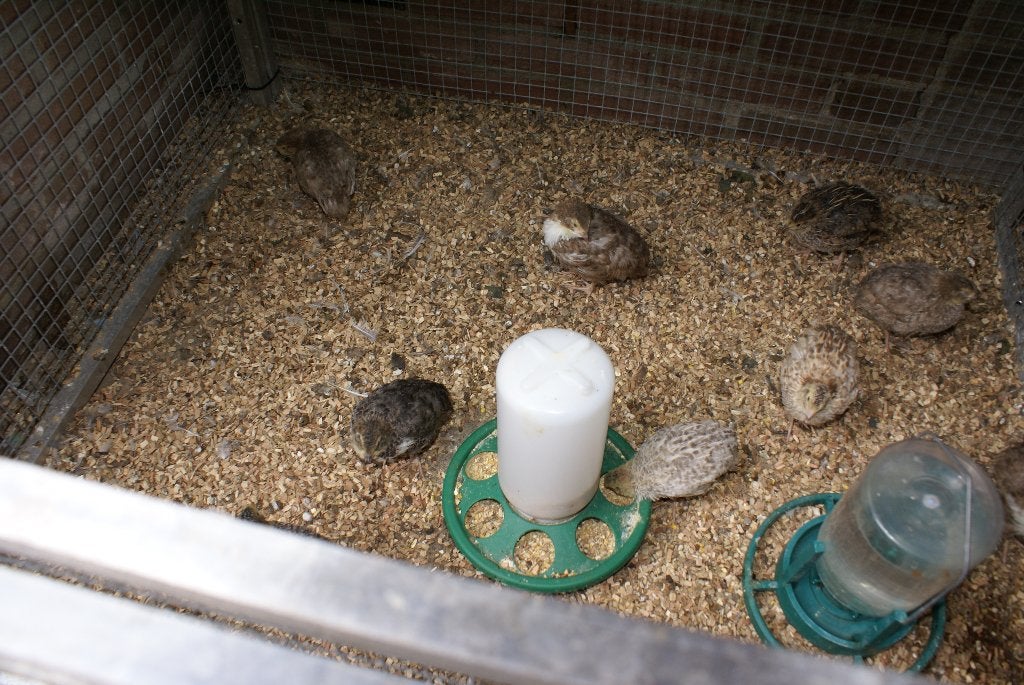 jonge dwergkwartels, Meerdere dieren, Overige soorten