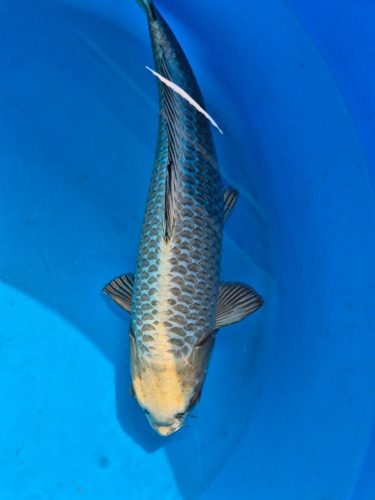 Mooie silverfox, Karper of Koi