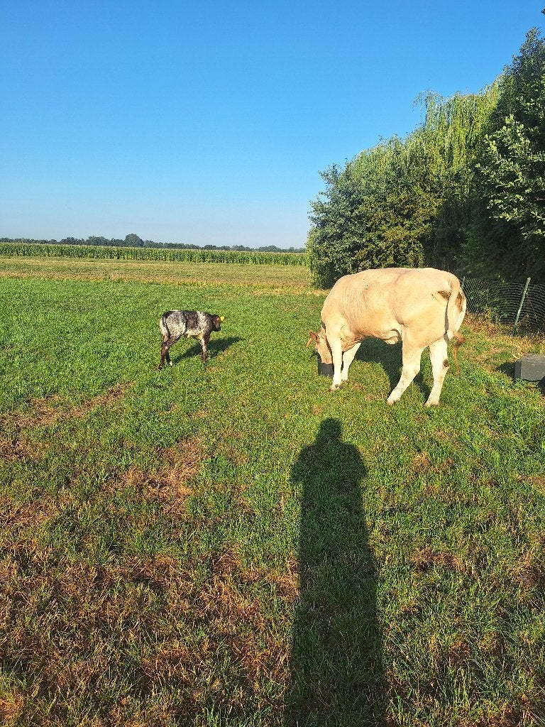 runderen, Mannelijk, 0 tot 2 jaar