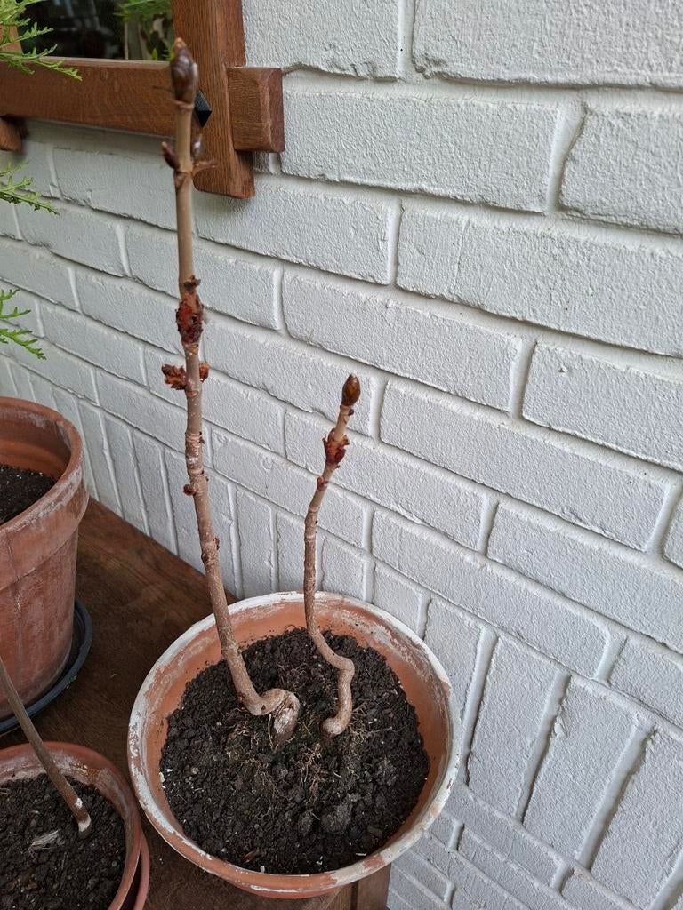 Dubbele kastanje Bonsai in terra cotta schaal., Ophalen of Verzenden, Volle zon, Overige soorten, Minder dan 100 cm