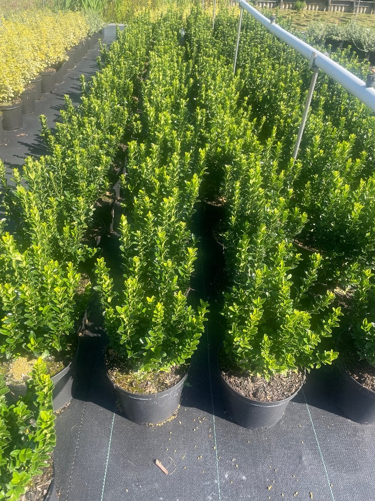 Euonymus Green Spire (beste buxusvervanger) div. maten pot, Tuin en Terras, Ophalen, Overige soorten, Halfschaduw